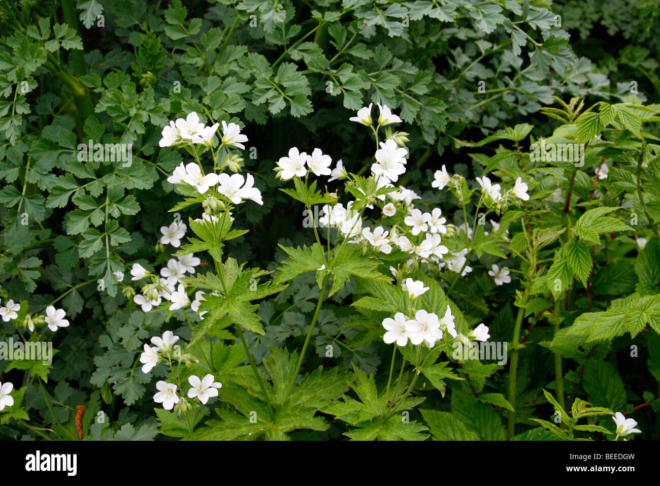 Geranium sylvaticum ablum Stock Photo