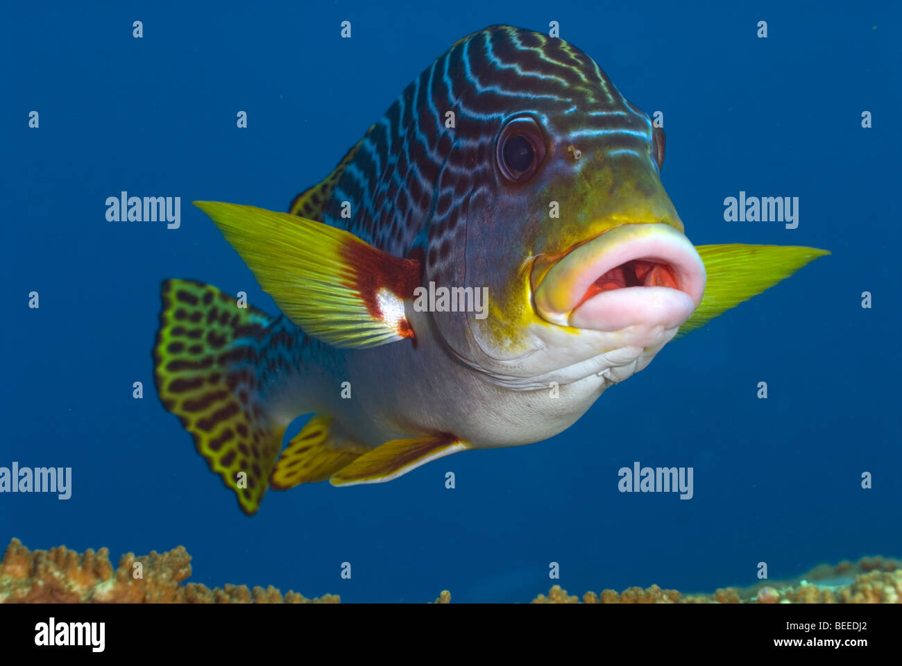 Fish lips hi-res stock photography and images - Alamy