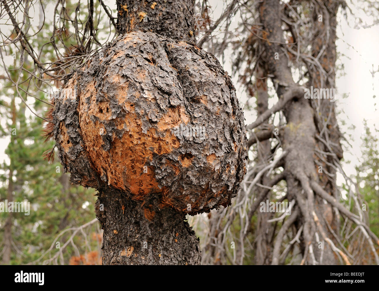 Tree cancer on a Scots Pine (Pinus sylvestris), typical for the Pumice Desert, Oregon, USA Stock Photo