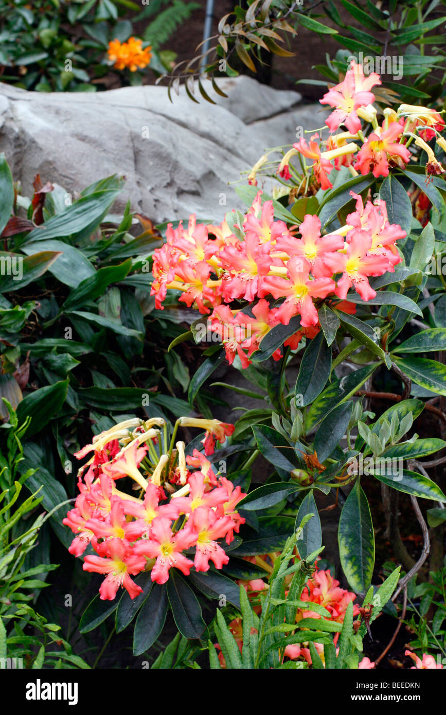 Rhododendron 'Jazz Band' Stock Photo