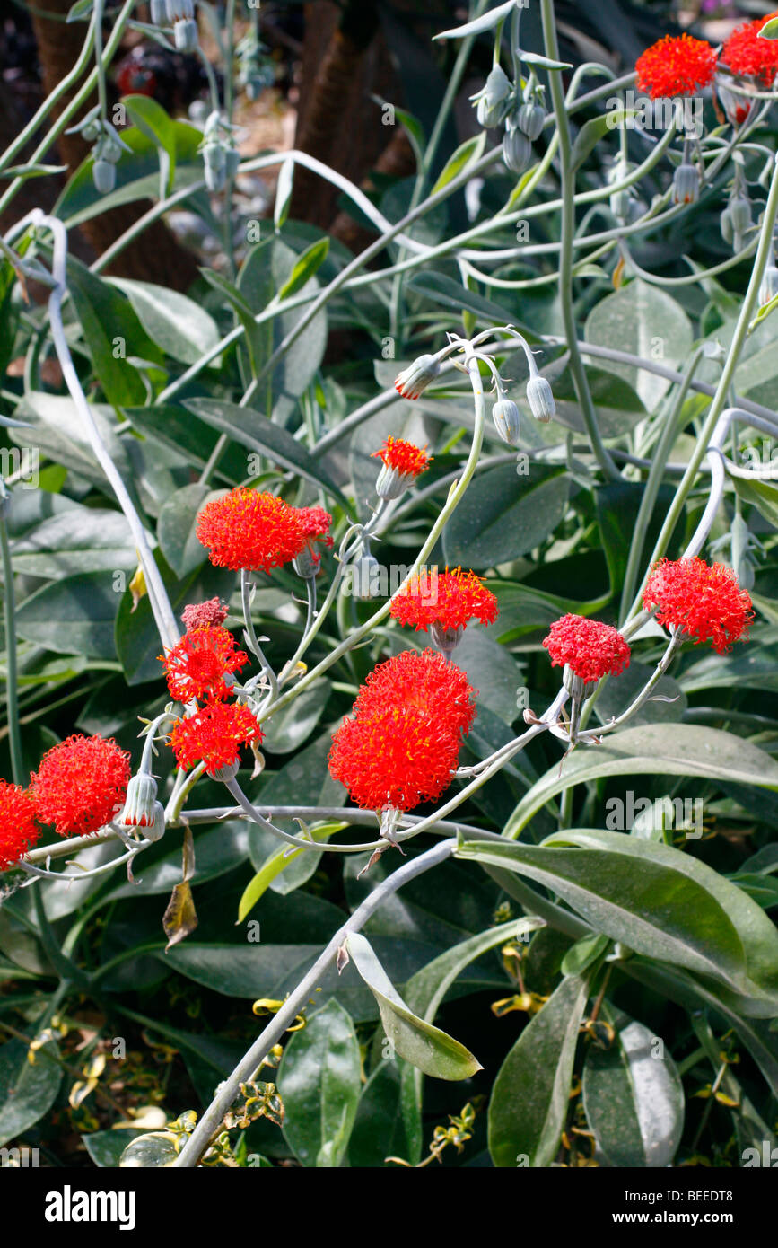 Kleinia abyssinica Stock Photo Alamy