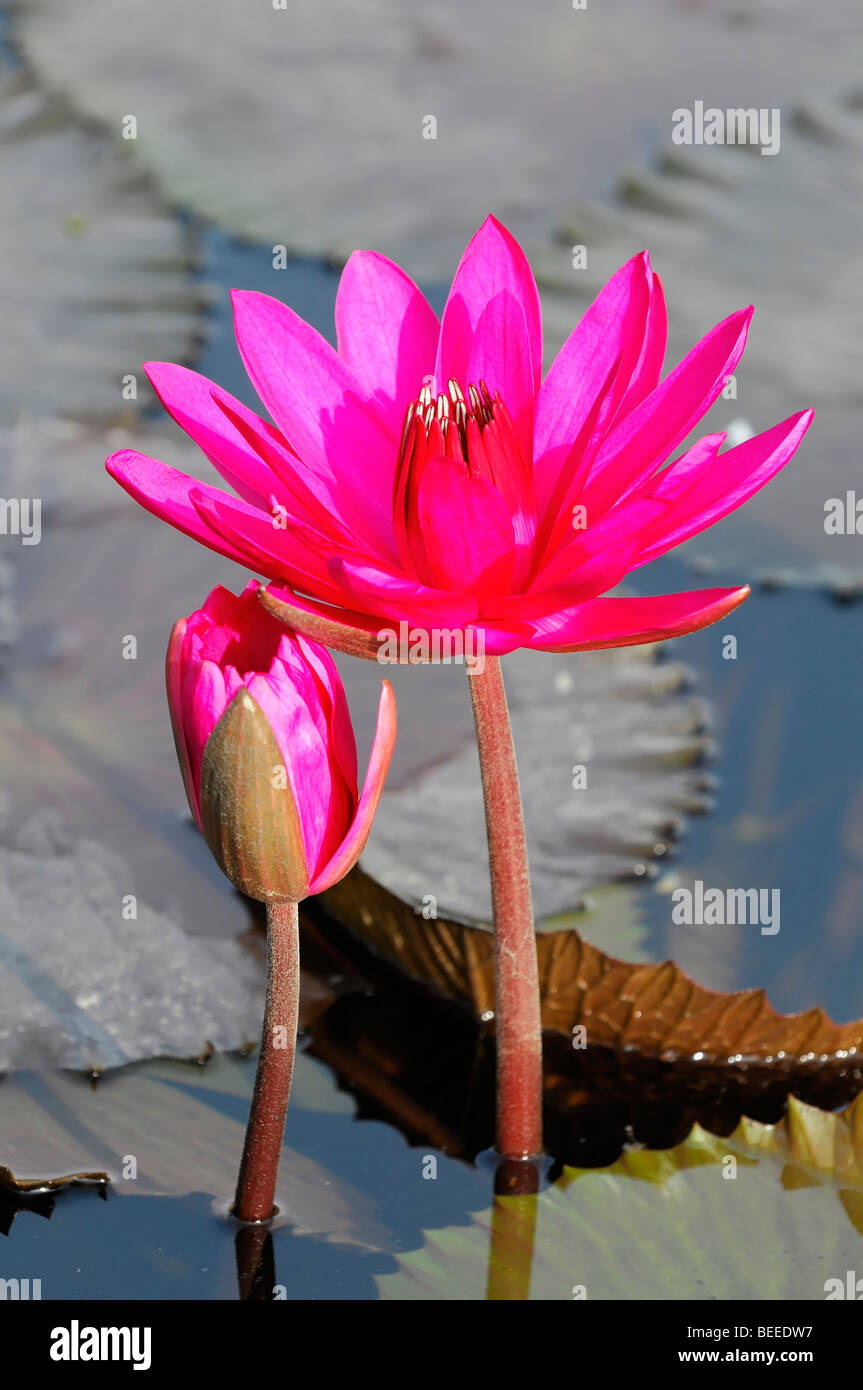 Indian Red water lily (Nymphaea rubra), Jaipur, Rajasthan, India, Asia Stock Photo