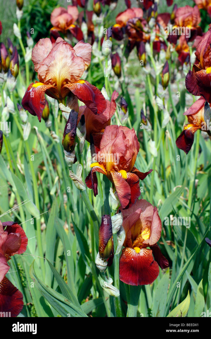 Iris 'Action Front' Tall Bearded Iris Stock Photo - Alamy
