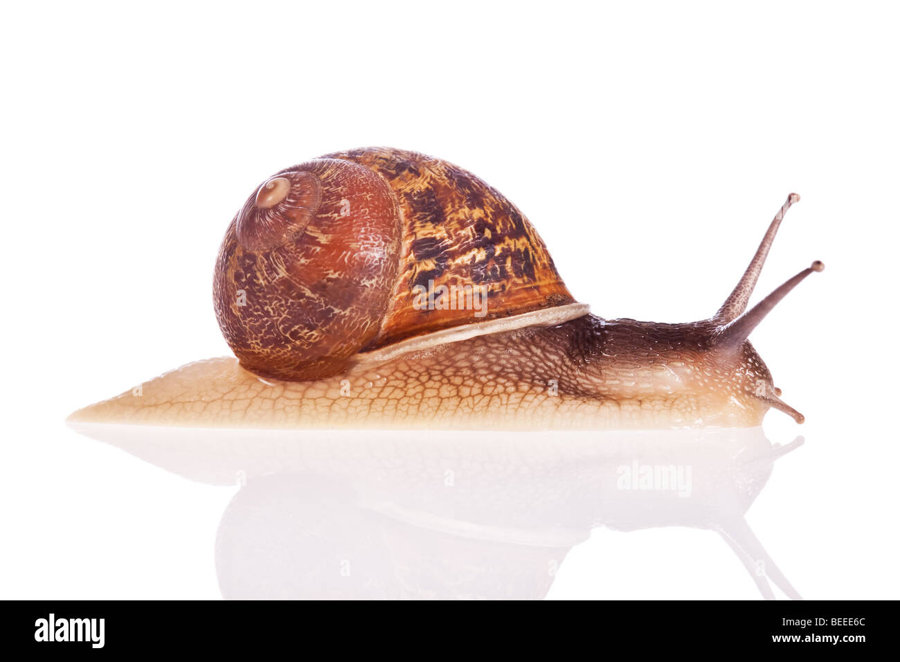 Garden snail isolated on a white background Stock Photo - Alamy