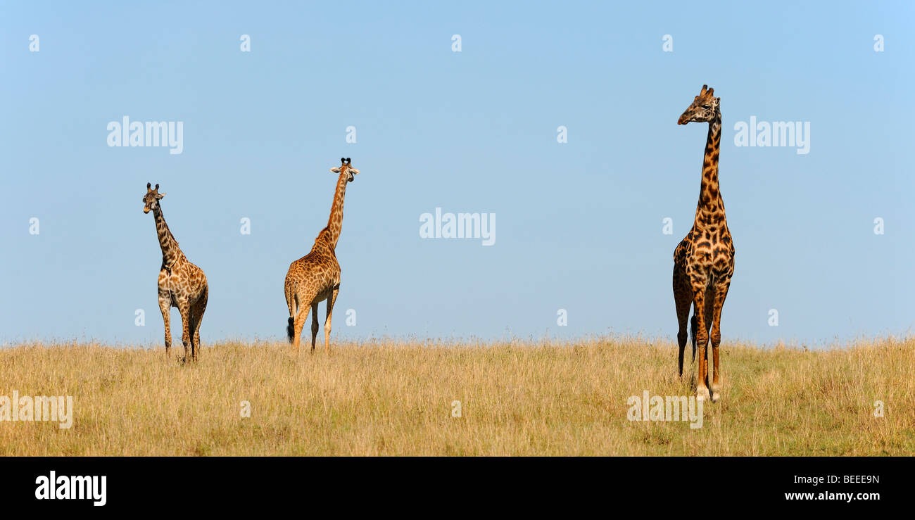 Group of Masai Giraffes (Giraffa camelopardalis tippelskirchi) on the steppe, Masai Mara Nature Reserve, Kenya, East Africa Stock Photo