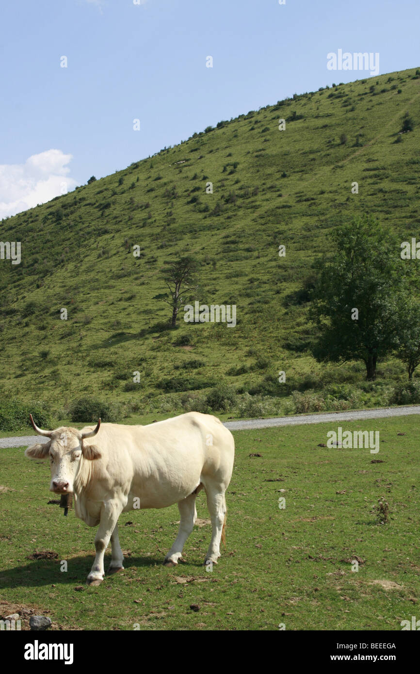 Blonde d'Aquitaine cow in the Pyrenees, Basque Country Stock Photo