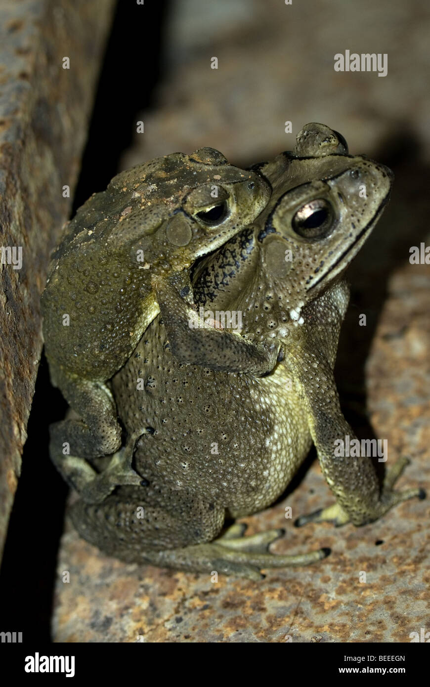 Big female frog carrying a smaller male frog on her back while mating