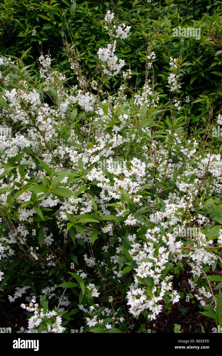 Deutzia gracilis grandiflora Stock Photo