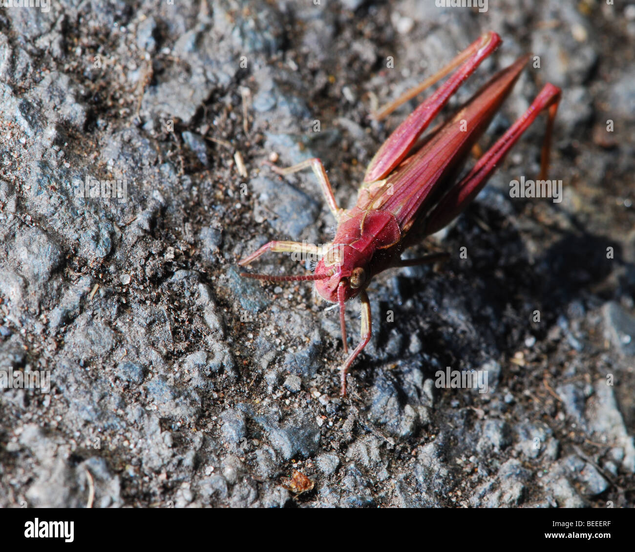 eggs hires stock photography and images Alamy