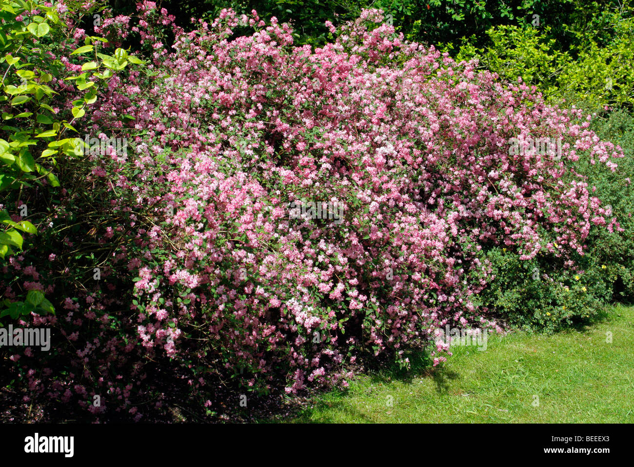 Deutzia x elegantissima 'Rosealind' AGM Stock Photo