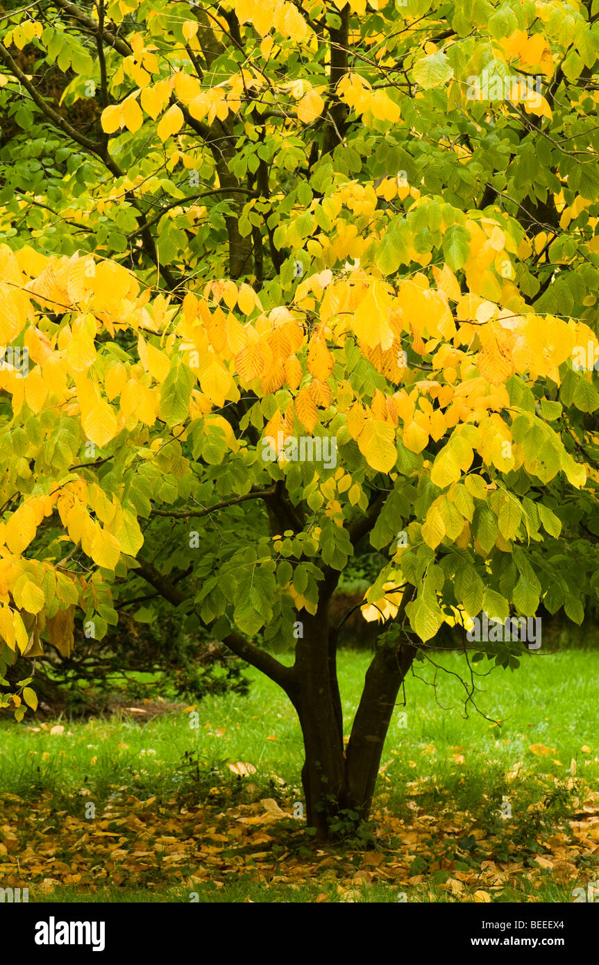 Yellowwood tree hires stock photography and images Alamy
