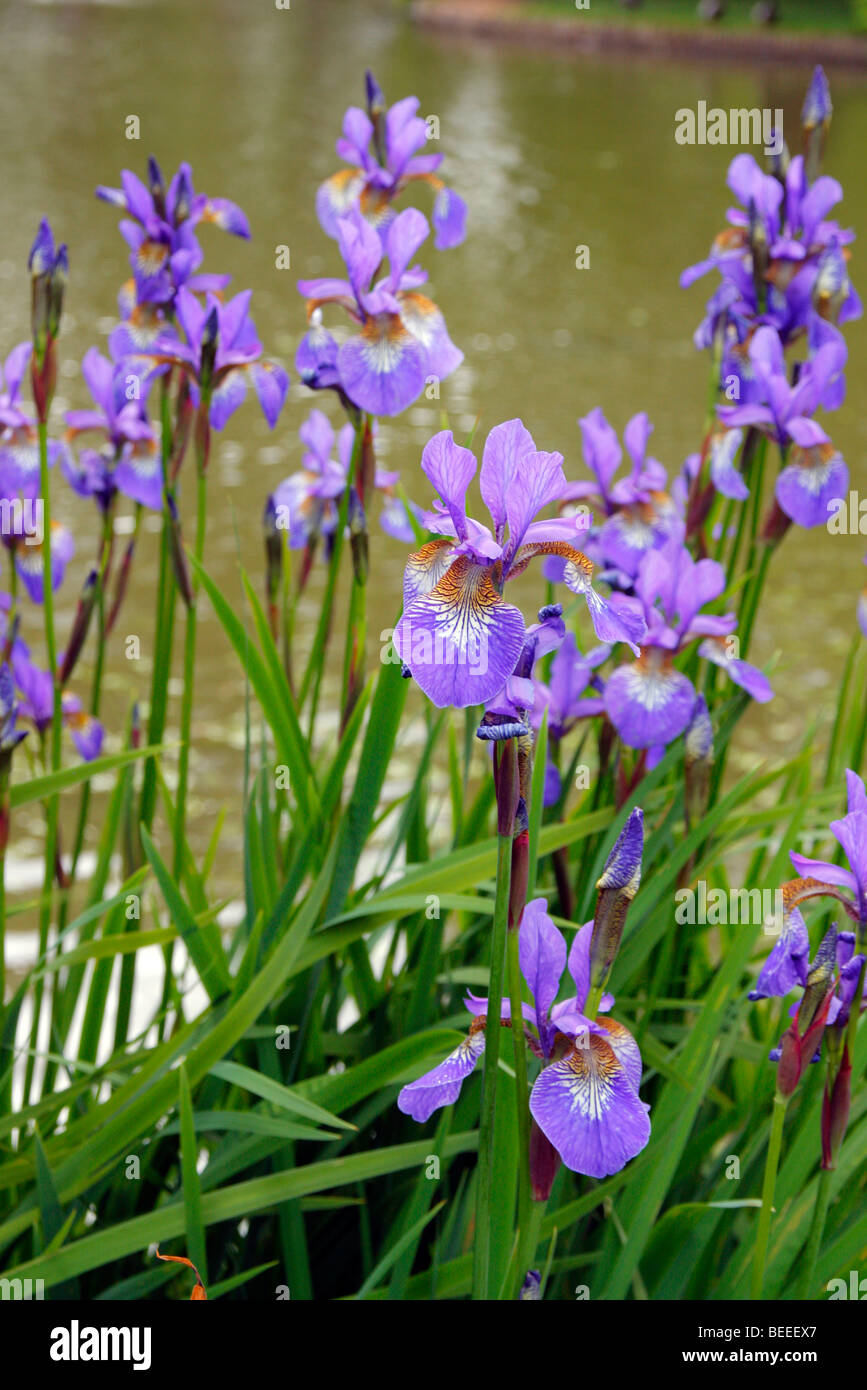 Iris sibirica 'Heavenly Blue' Stock Photo