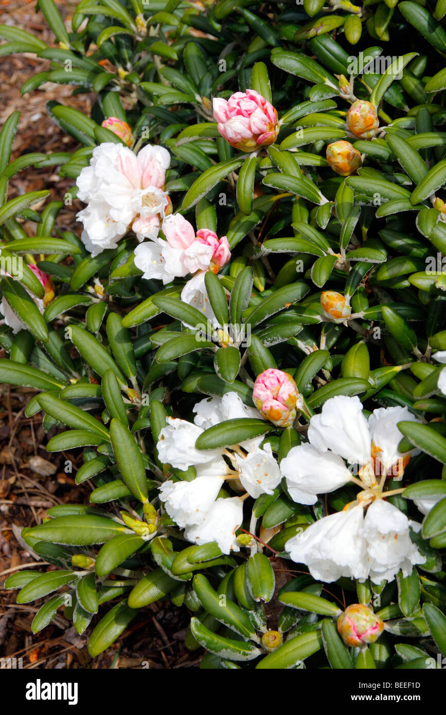 Rhododendron 'Schneekissen' AGM Stock Photo