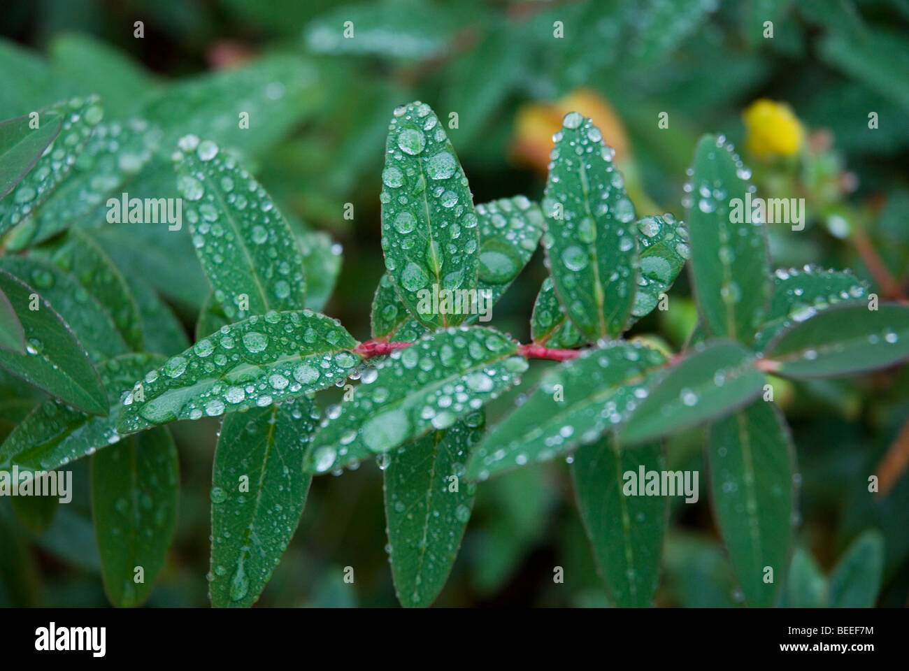 rain drops on waxy green leaves Stock Photo