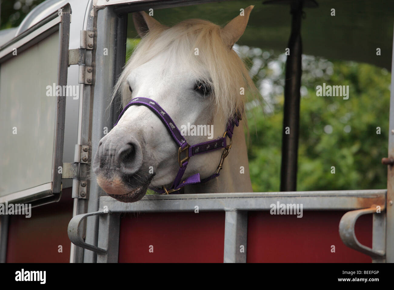 Connemara Pony in a horse trailer at the Maam Cross Pony Show in July 2008, Ireland Stock Photo