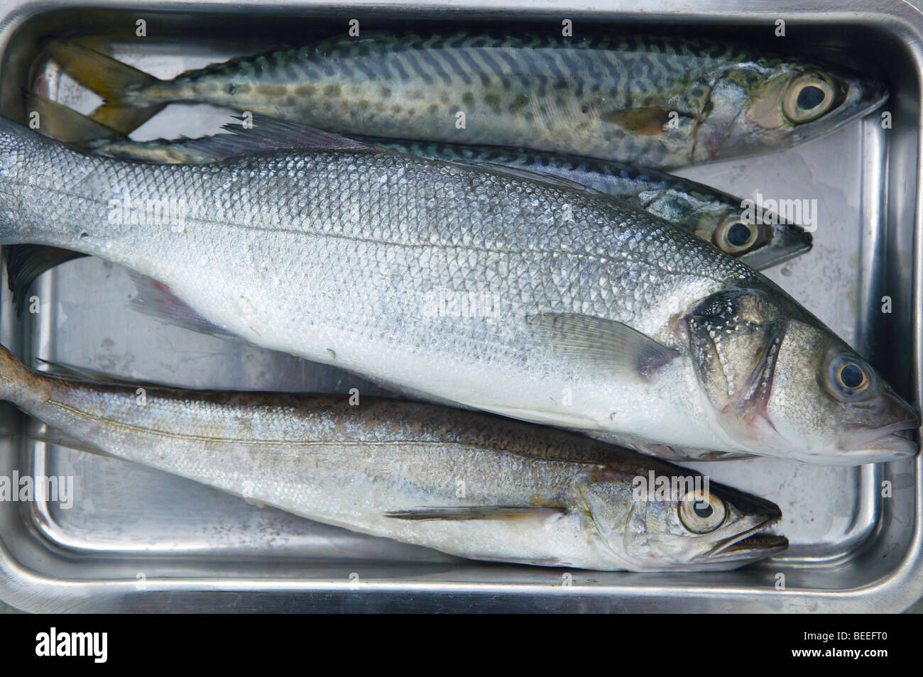 Sea bass, hake fish and mackerel fishes on stainless steel tray Stock