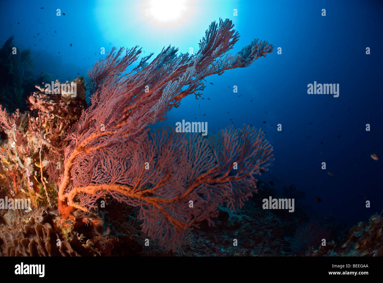 Gorgonians with blue background under water. Stock Photo