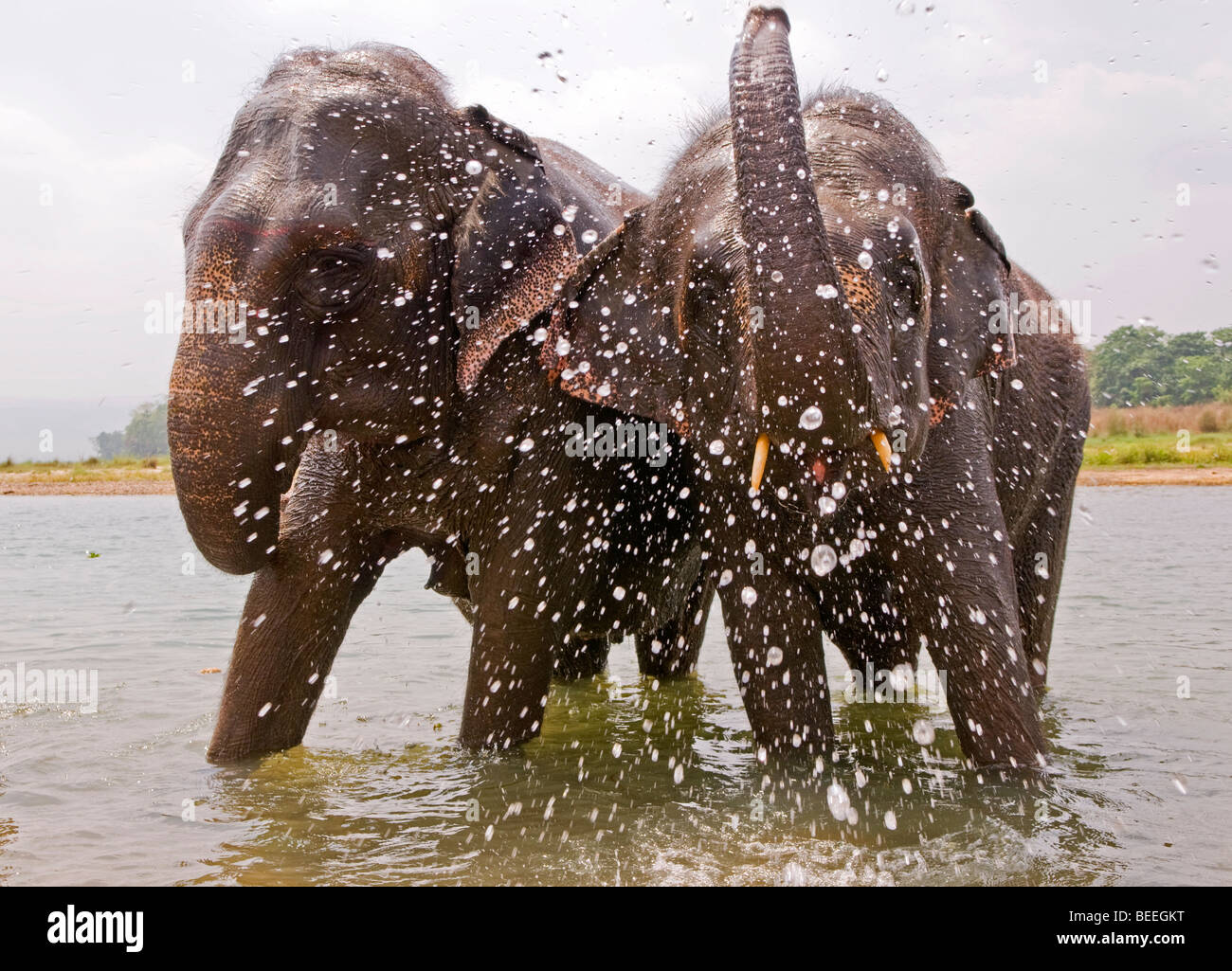 Elephant bath time, Nepal Stock Photo - Alamy