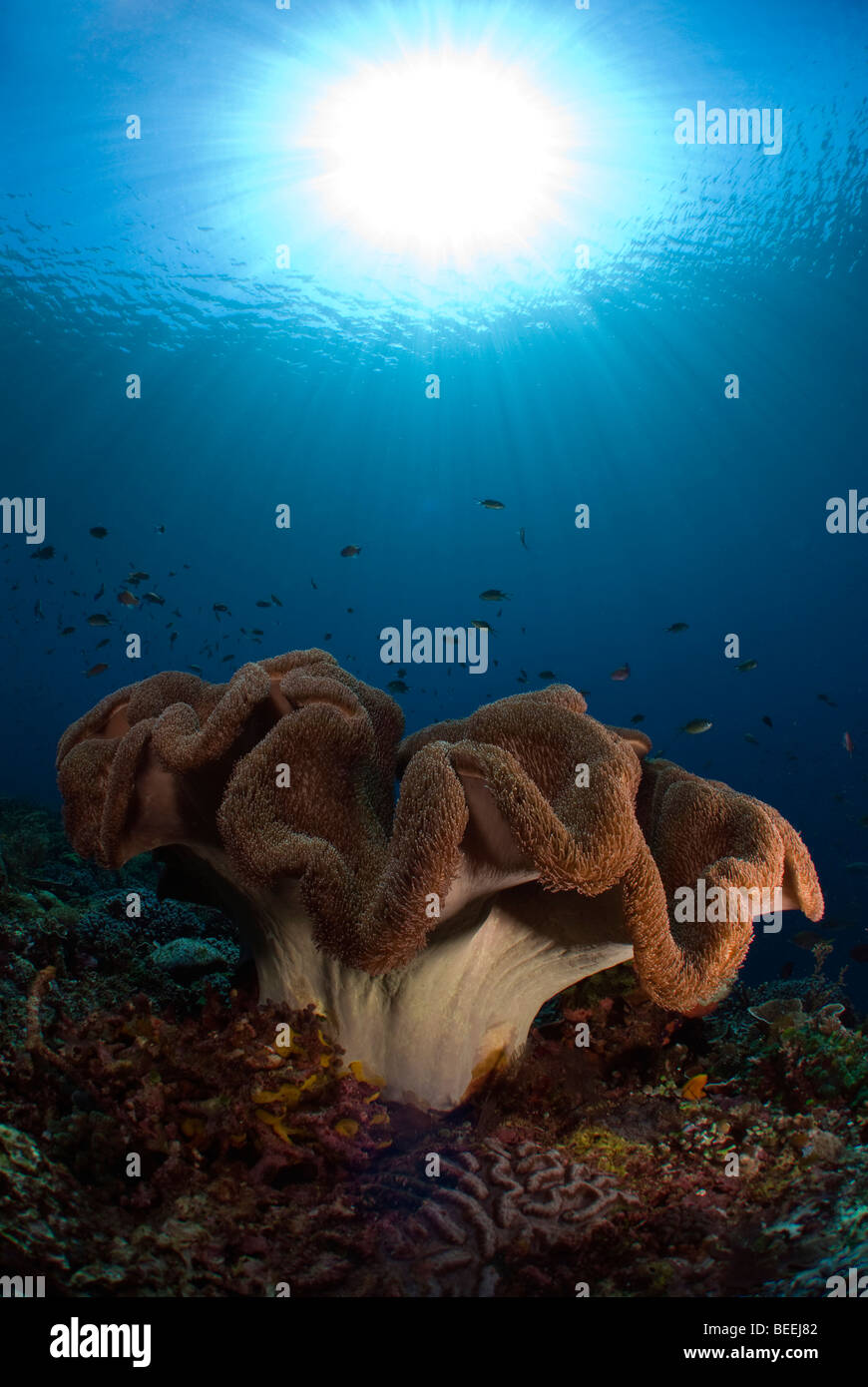 Mushroom Leather Coral under water. Stock Photo