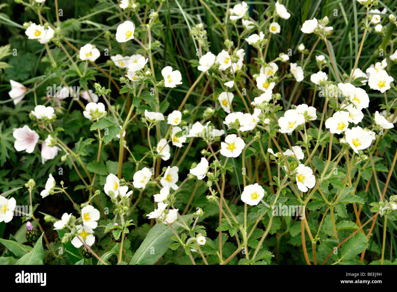 Potentilla White Queen Stock Photo Alamy