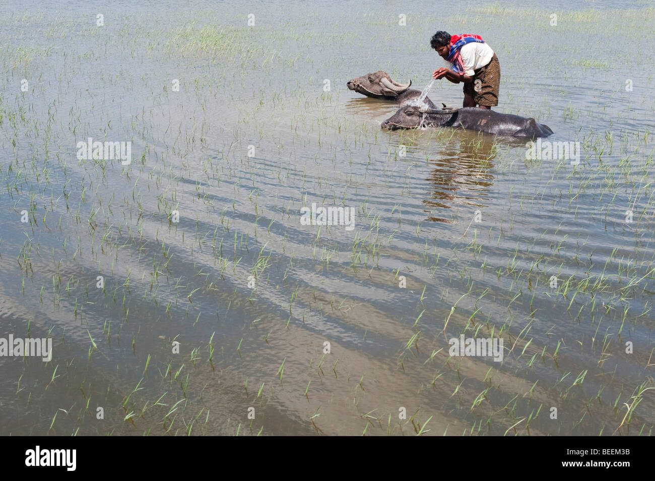 Water buffalo cooling off in an Indian lake with the farmer splashing water on there heads. Andhra Pradesh, India Stock Photo