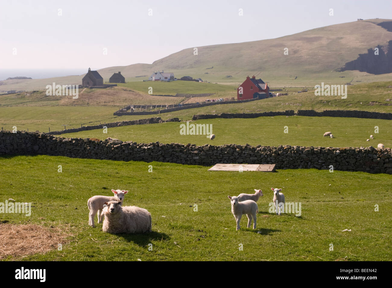 Sheep on croft land on Fair Isle in Shetland Stock Photo