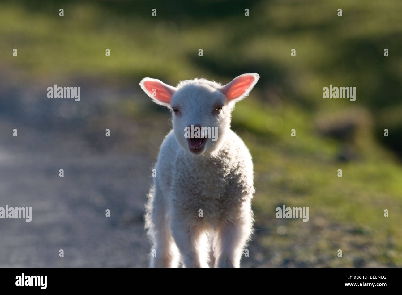 Lamb bleating uk hires stock photography and images Alamy