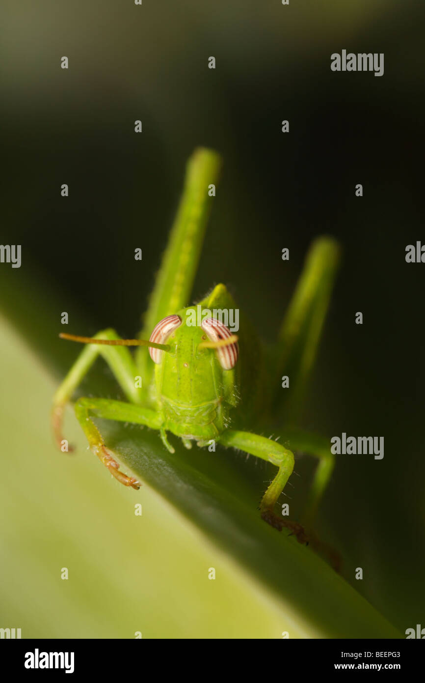 Bright green nymph in Greece Stock Photo Alamy