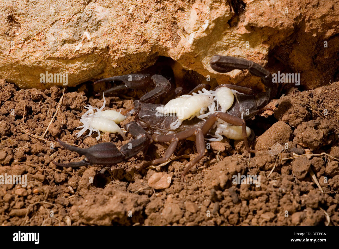 Female Iurus dufoureius scorpion carrying one day old babies Stock Photo