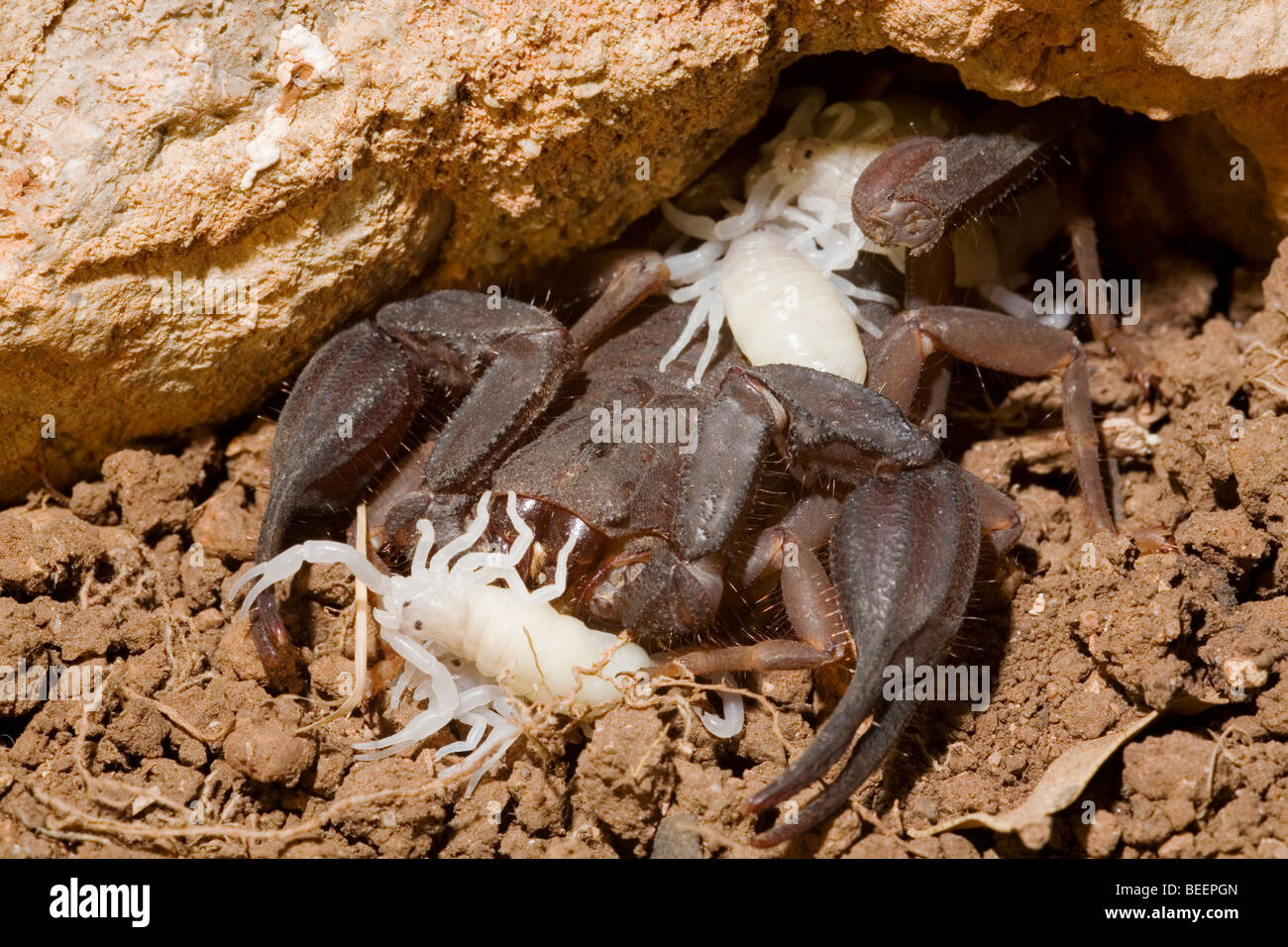 Female Iurus dufoureius scorpion with one day old young Stock Photo