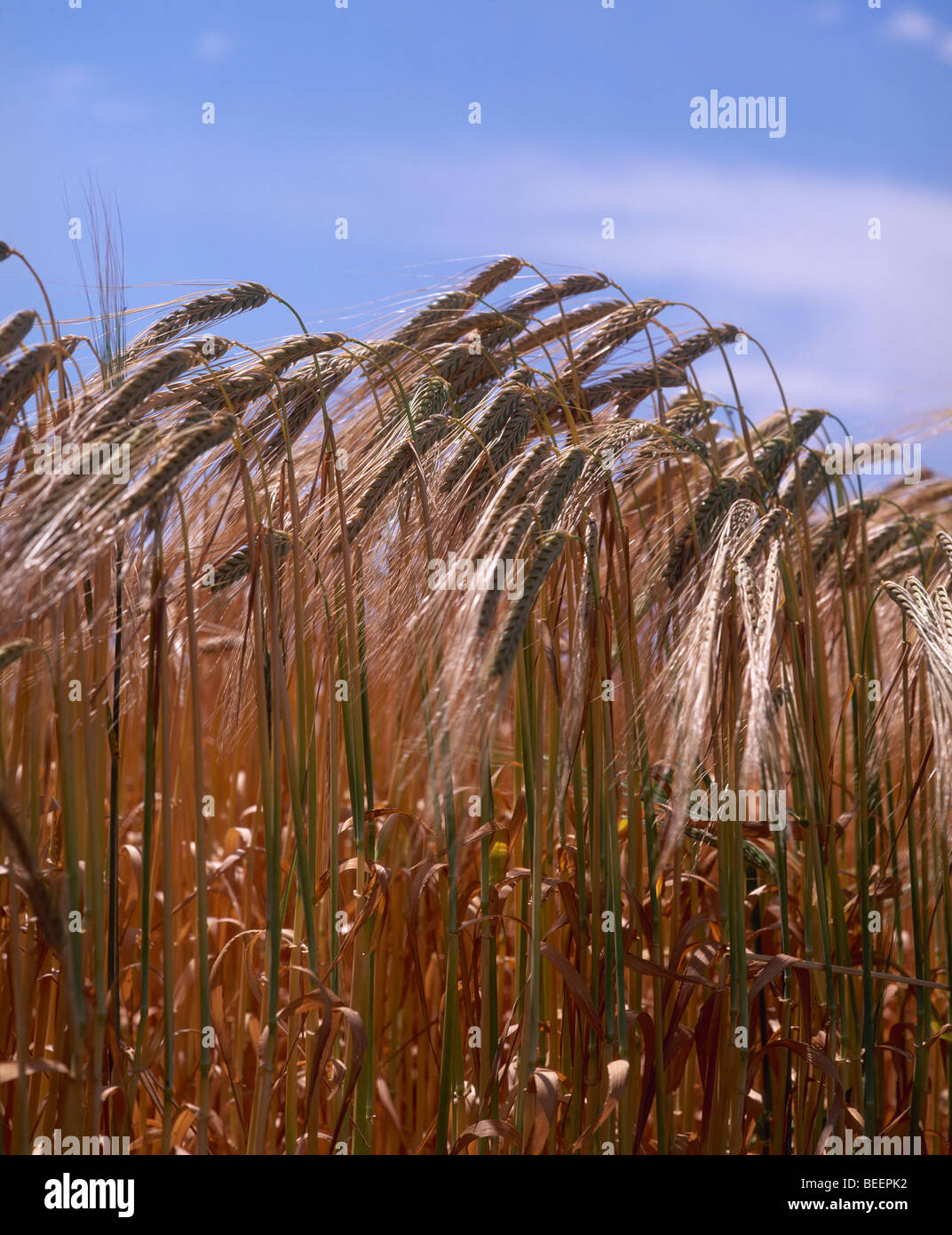 Field of barley France Stock Photo - Alamy