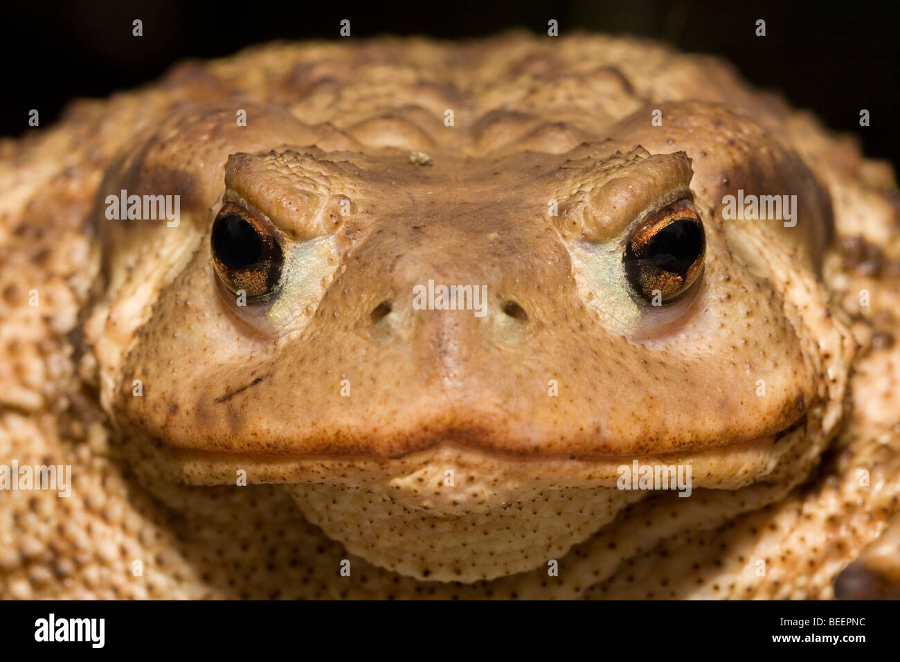 Toad Face Hi-res Stock Photography And Images - Alamy