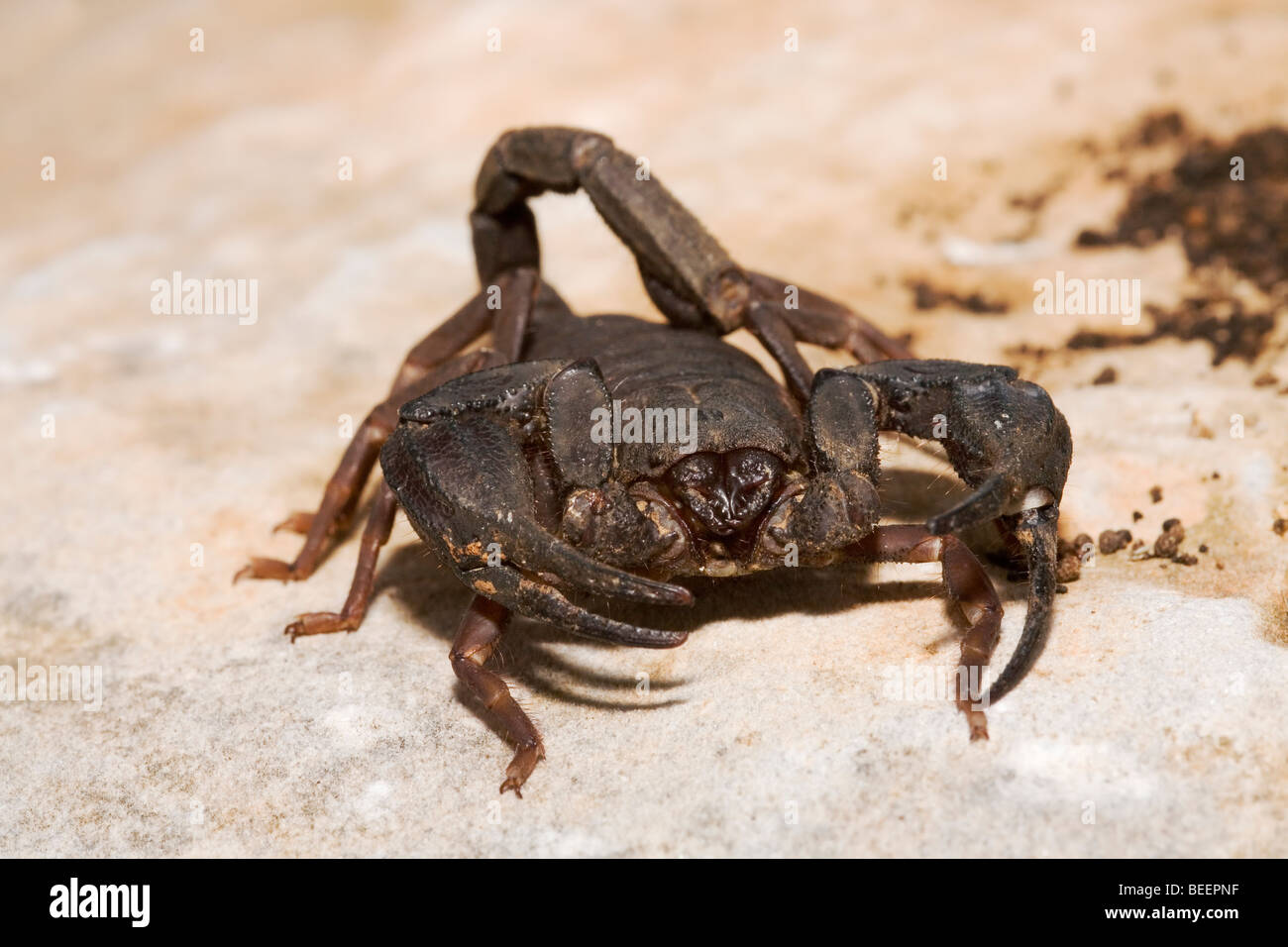 Large brown scorpion, Iurus dufoureius, in Greece Stock Photo