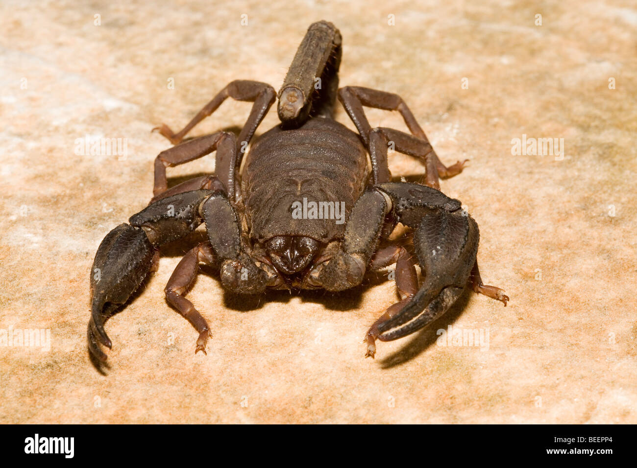 Large brown Iurus dufoureius scorpion in Greece Stock Photo