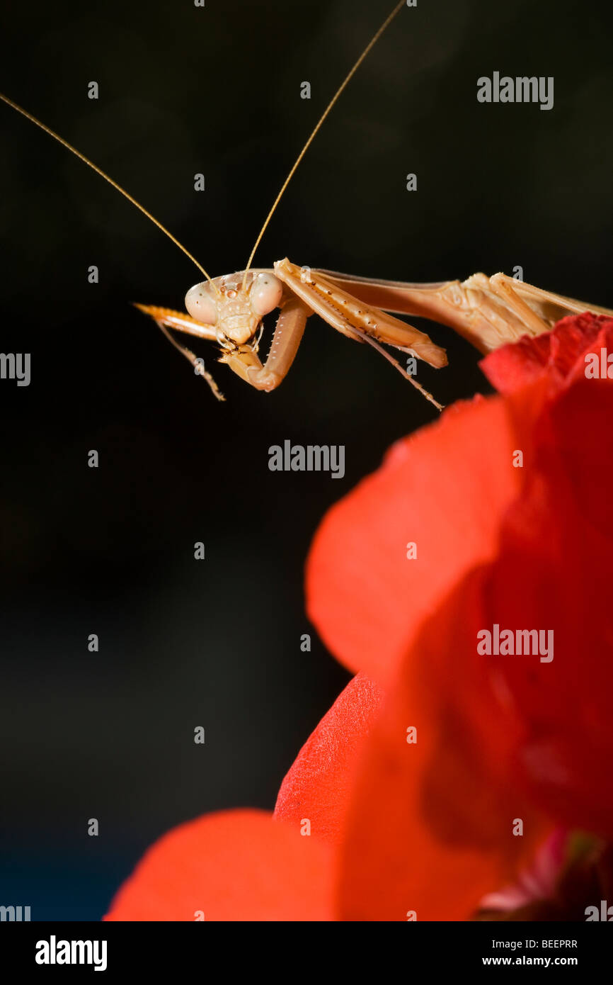 Portrait of a Mantis religiosa Stock Photo