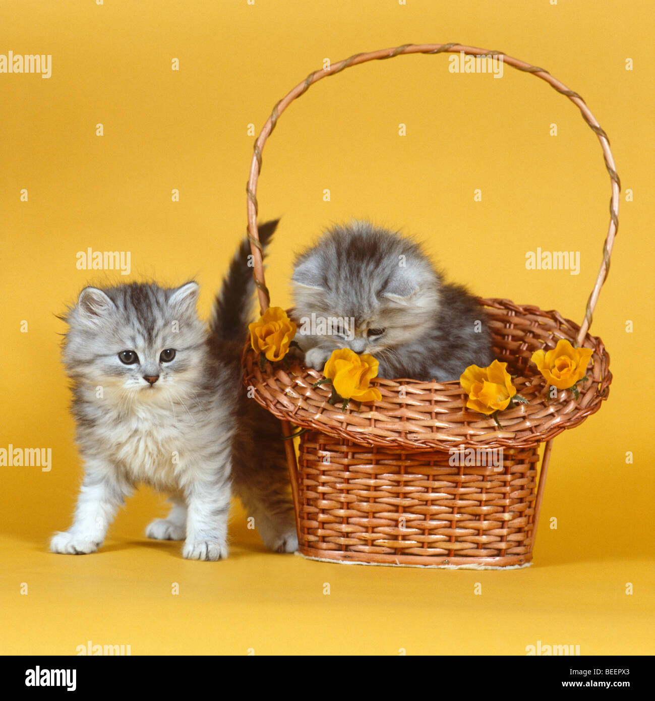 Two kittens Stock Photo
