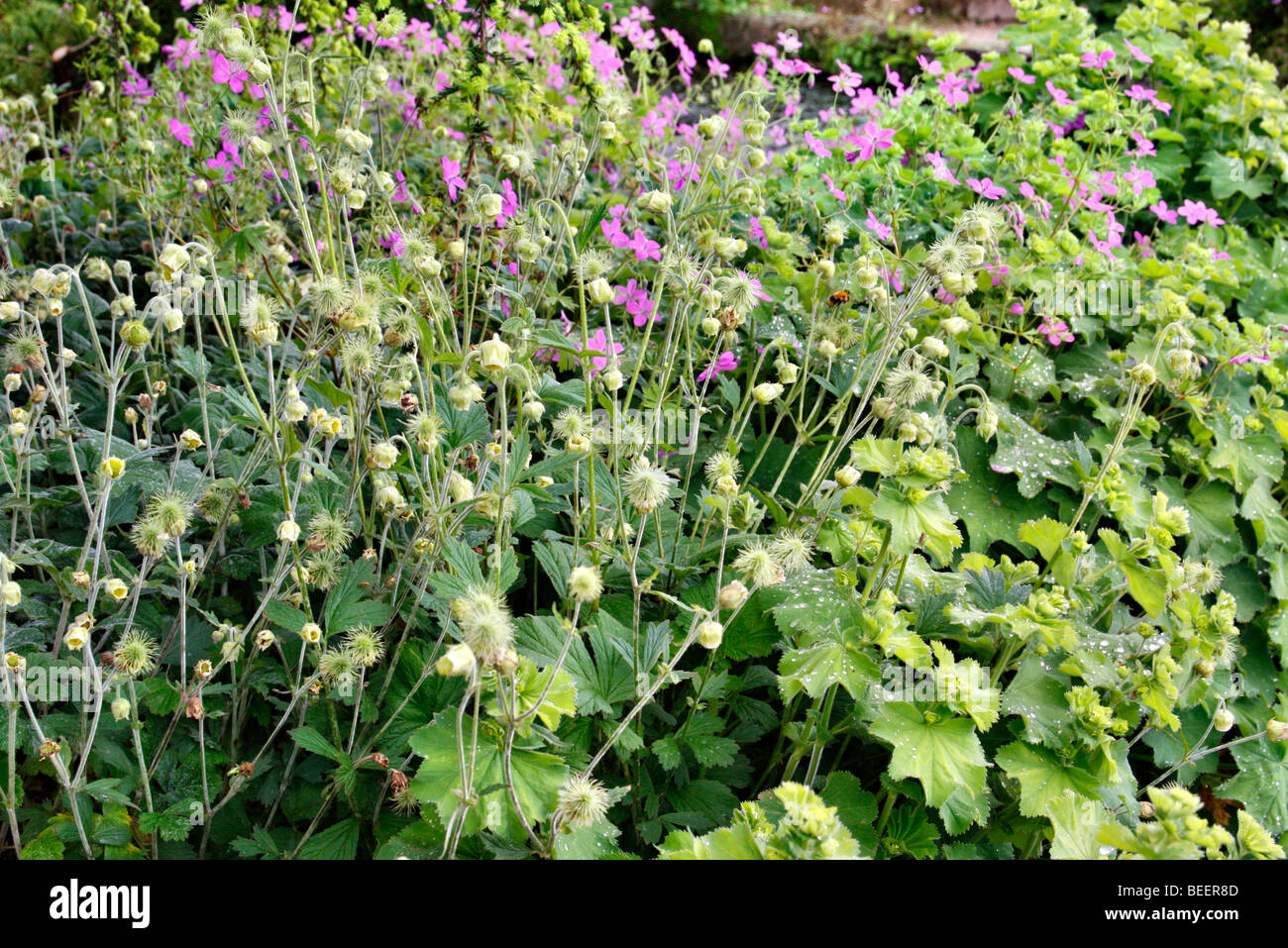 Geum rivale album hi-res stock photography and images - Alamy