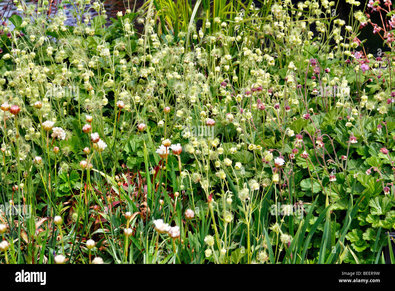 Geum rivale album hi-res stock photography and images - Alamy