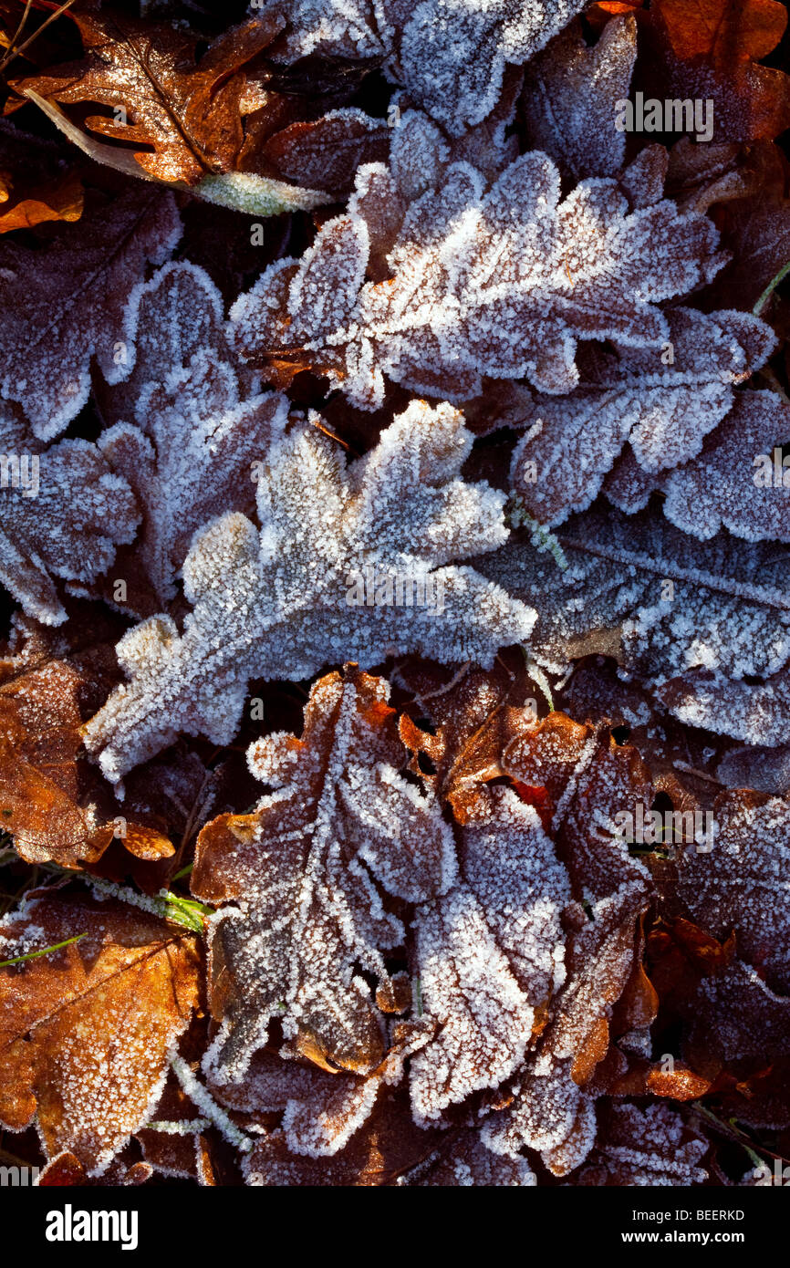 Oak leaves covered in frost Stock Photo