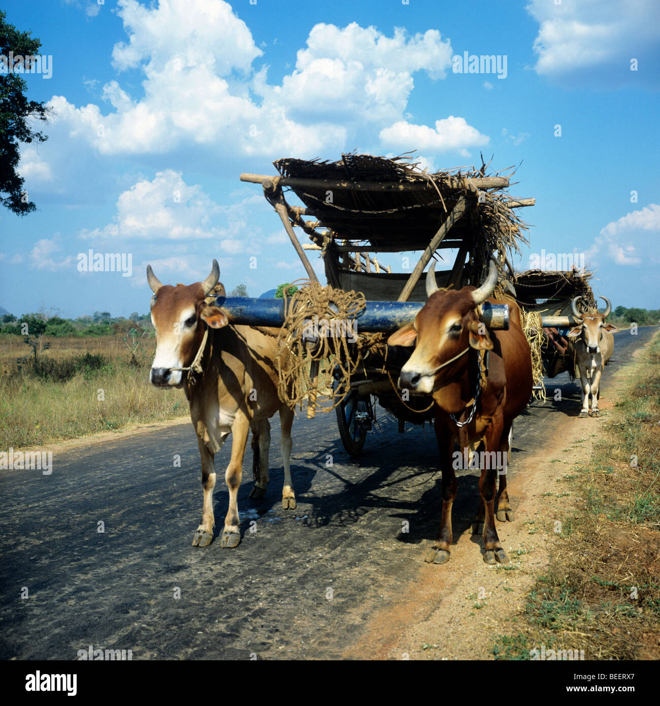 Sri Lankan Bullock cart Stock Photo Alamy