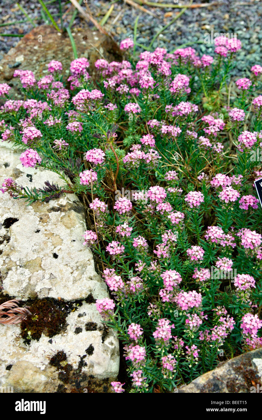 Aethionema cordifolium Stock Photo