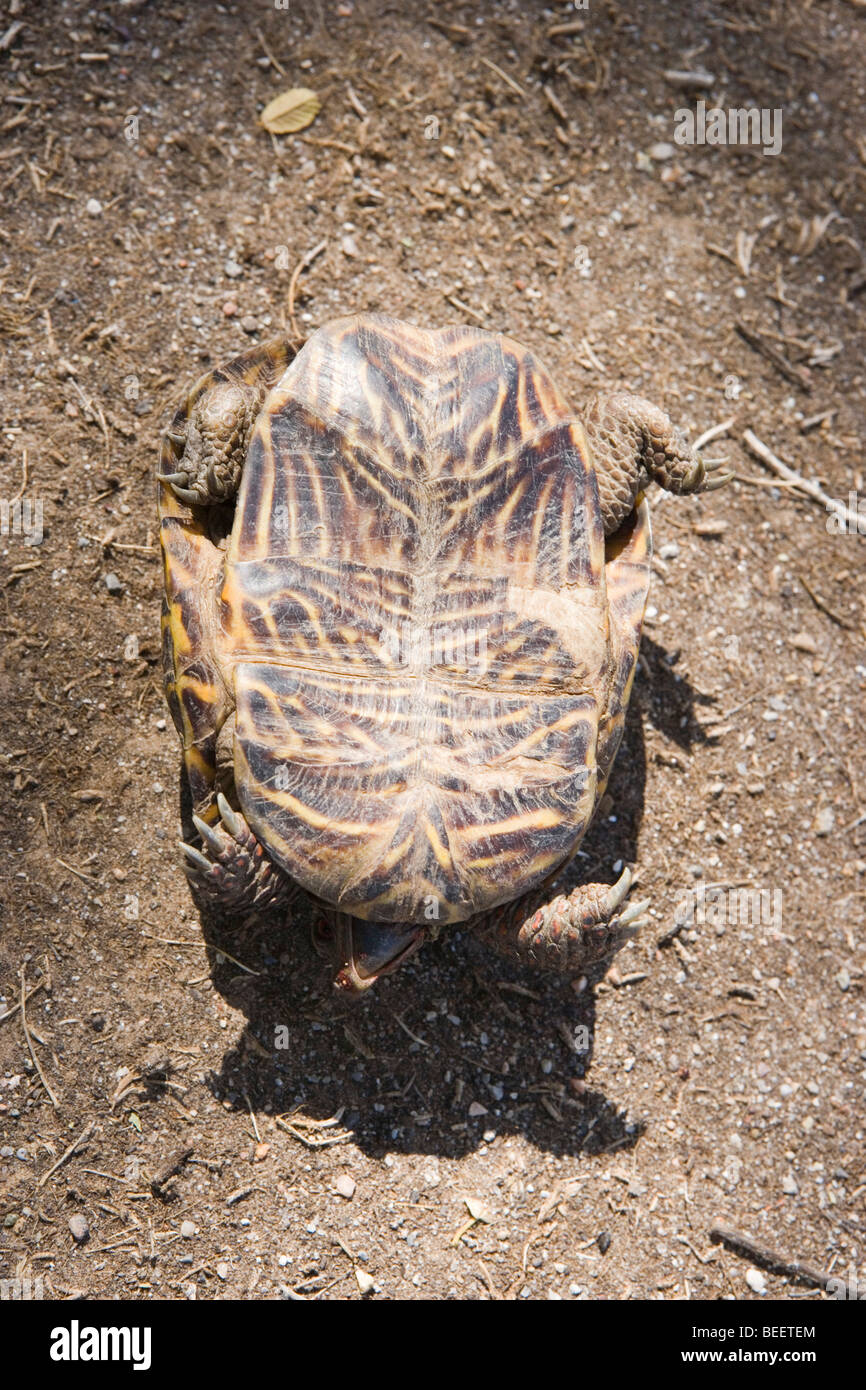 A box turtle on it's back, unable to move Stock Photo