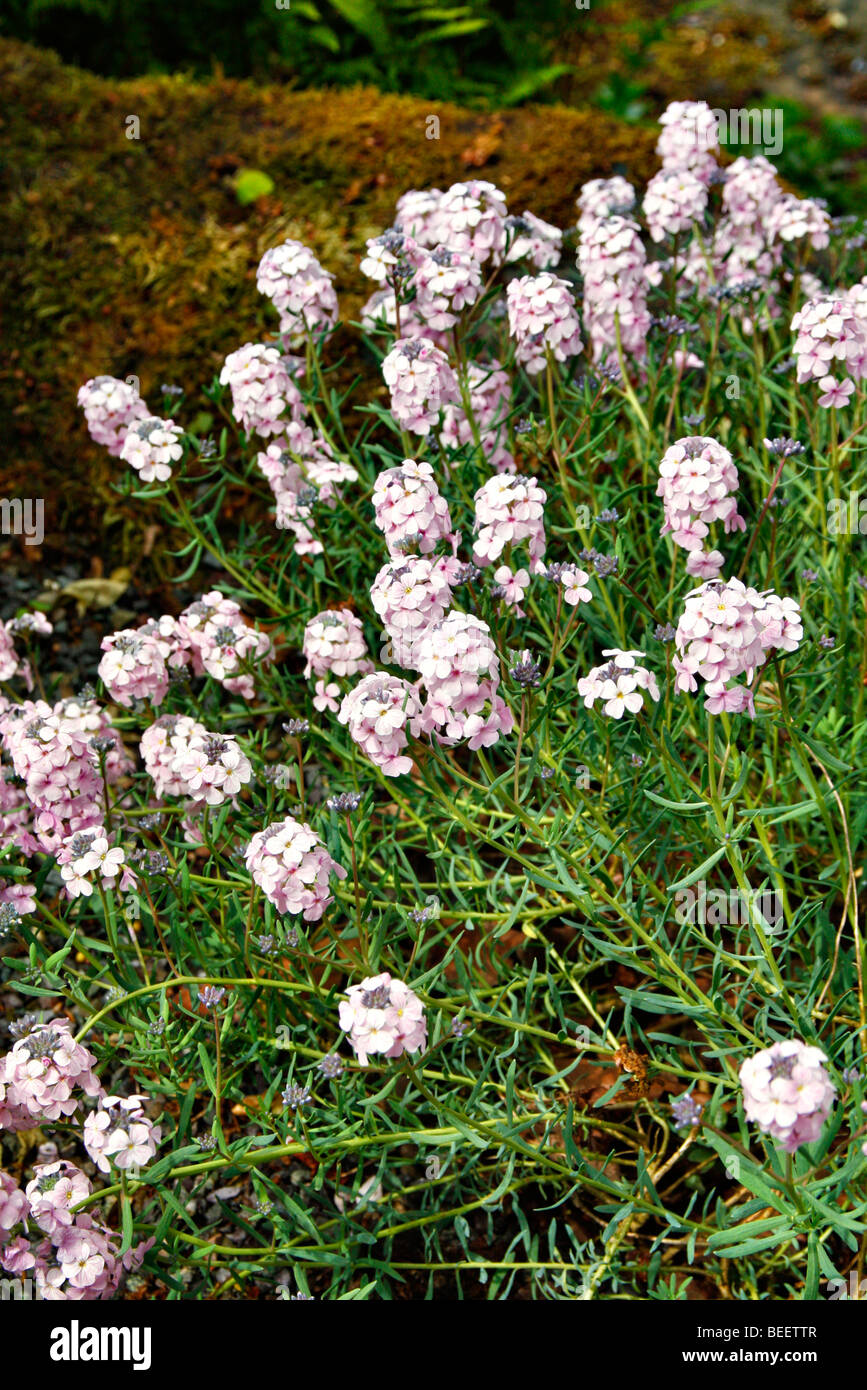 Aethionema coridifolium Stock Photo