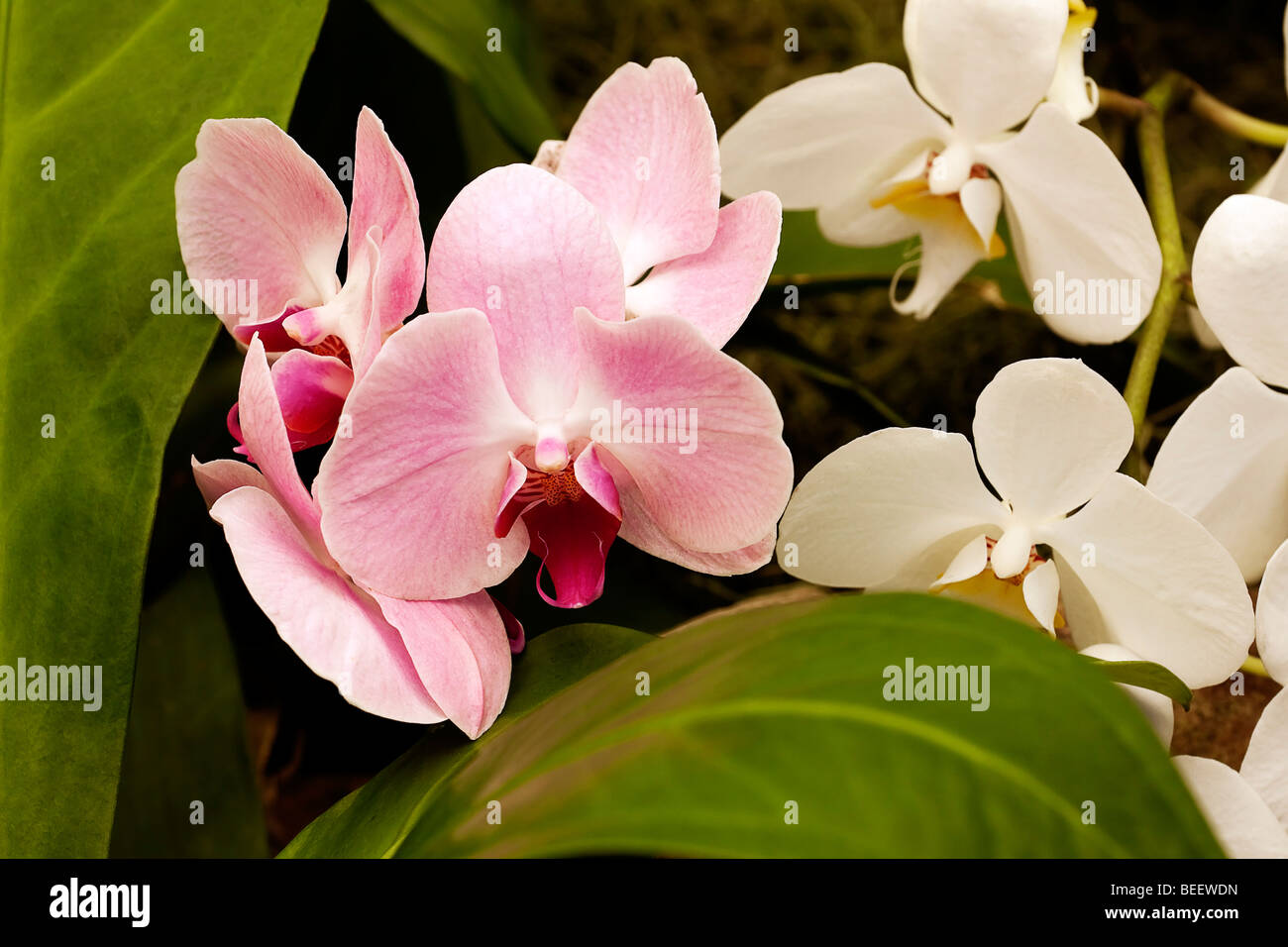 Orchid Phalaenopsis Hybrid Stock Photo - Alamy