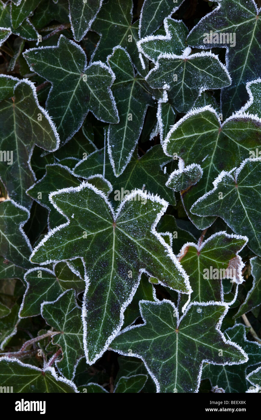 Frosted Ivy leaves Stock Photo Alamy