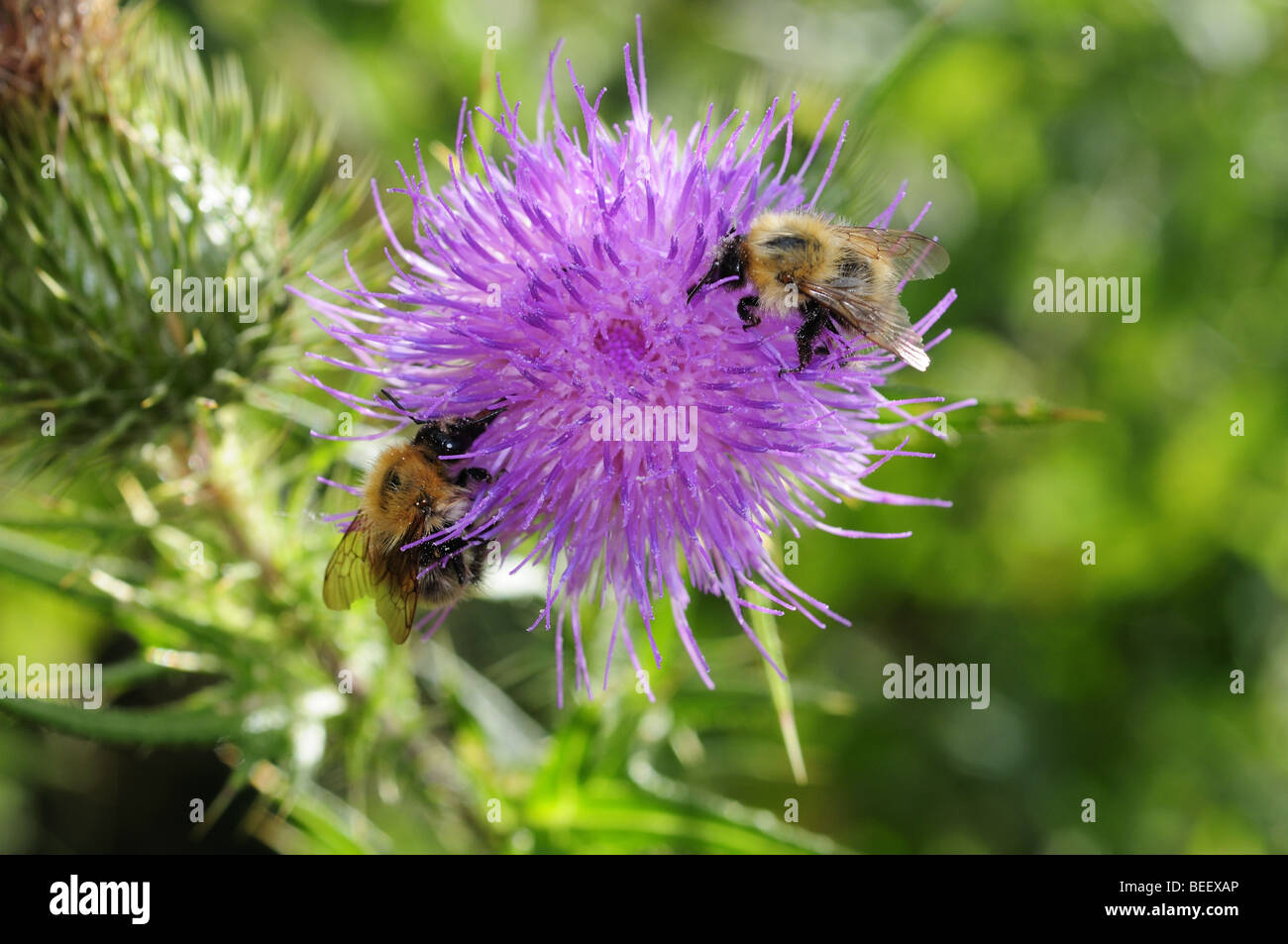 Two Bumble bees Bombus Pascuorum on a spear thistle flower L Cirsium vulgare Stock Photo
