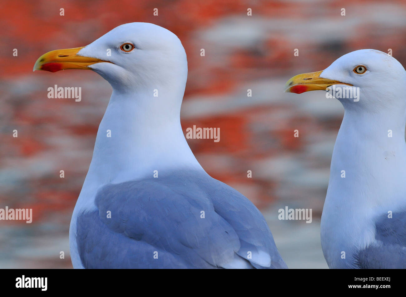 Two Herring gulls (Larus argentatus) Portait side view Stock Photo