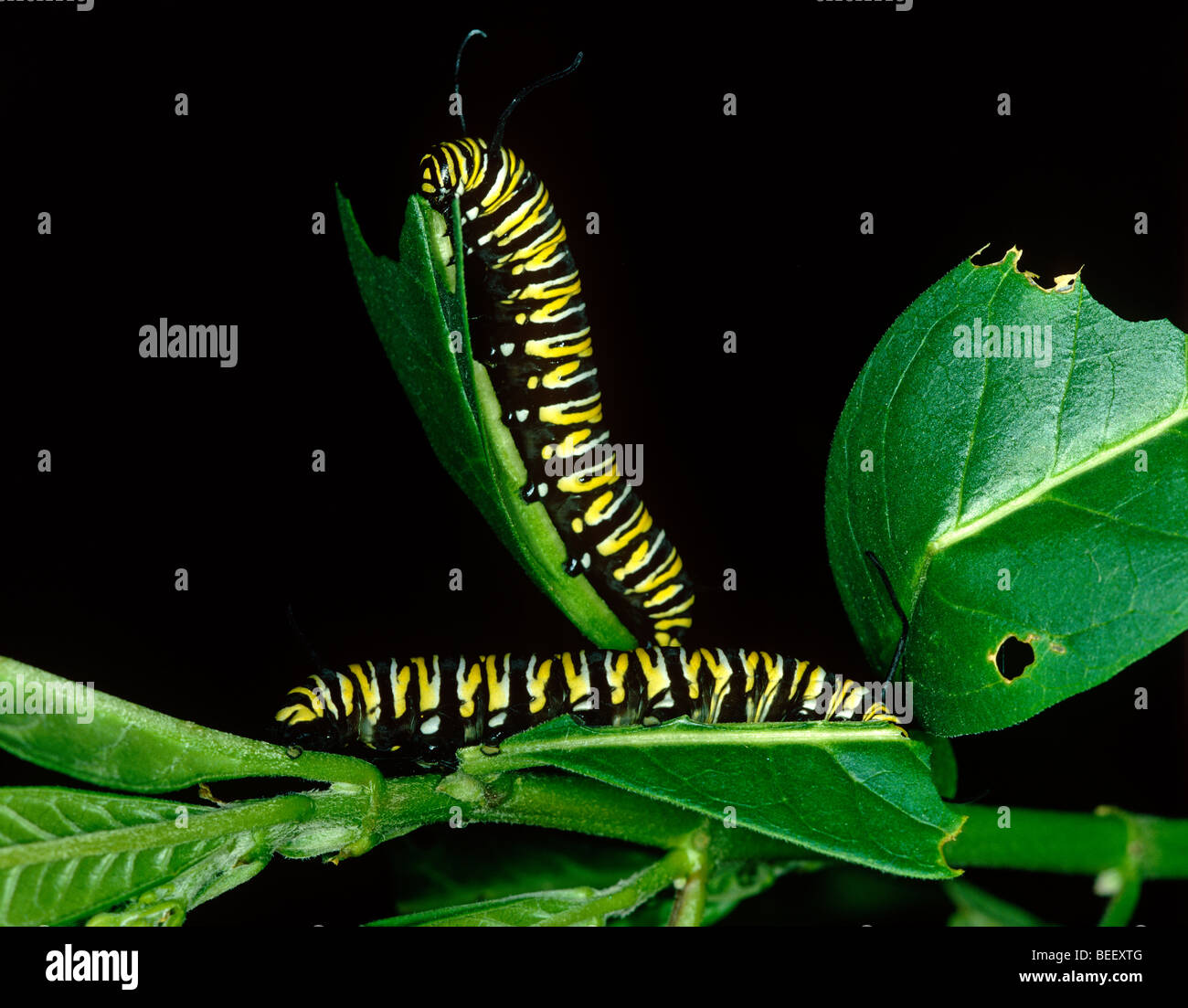 Cute caterpillars hi-res stock photography and images - Alamy