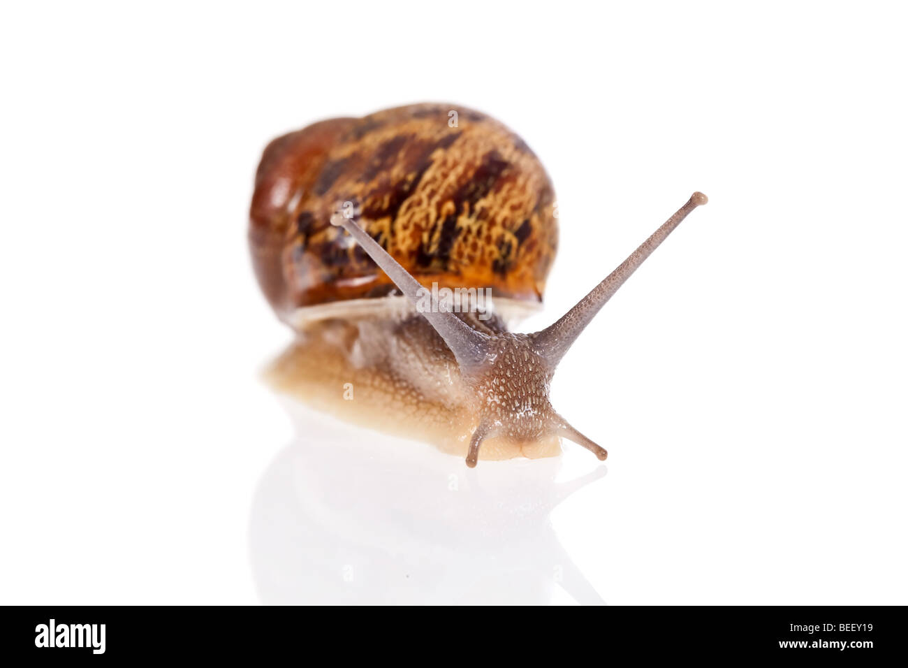 Garden snail isolated on a white background Stock Photo - Alamy
