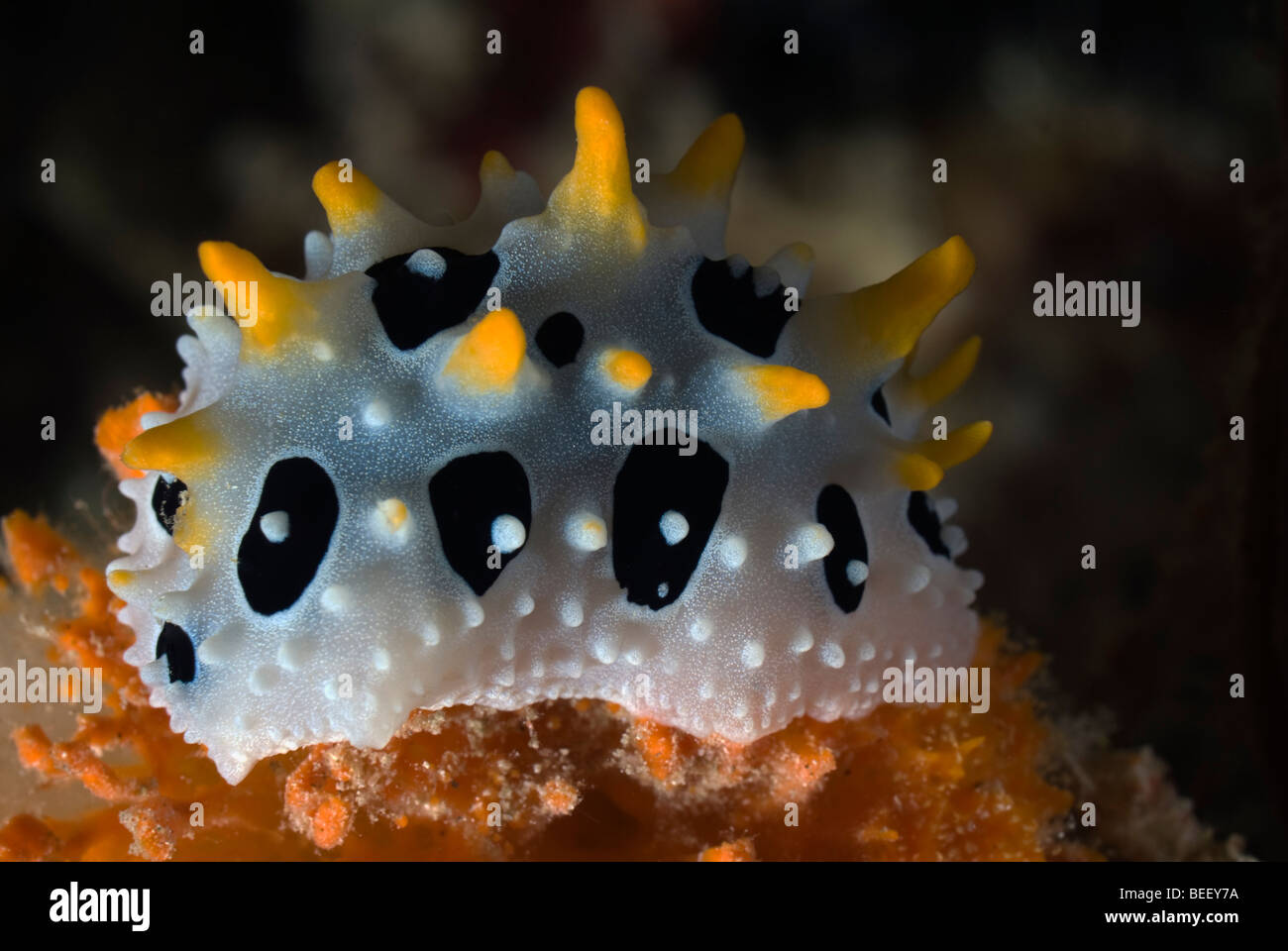 White nudibranch with big black dots and yellow warts under water. Stock Photo